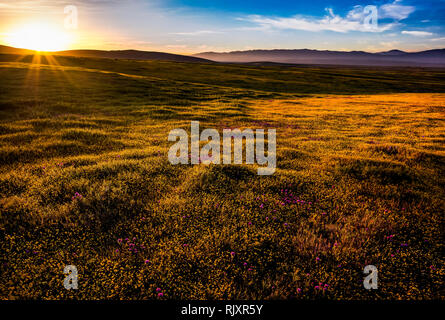 Spring arrives in the high Mojave Desert, California. Stock Photo