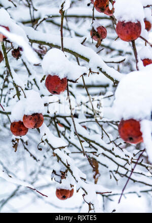 Snow on red apples hanging on tree banches on cold winter day Stock Photo