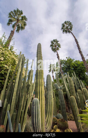 The Majorelle Garden is a botanical garden and artist's landscape garden in Marrakech, Morocco. Jardin Majorelle Cactus and tropical palms. Stock Photo