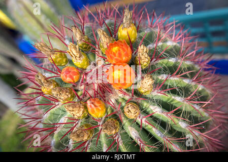 Close up of globe shaped prickly cactus with long thorns and flowers in orange. View of a Fishhook Barrel Cactus Blooming ( Ferocactus wislizeni ) Stock Photo