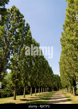 Lombardy Poplar Trees Stock Photo