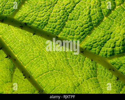 Gunnera Leaf Stock Photo