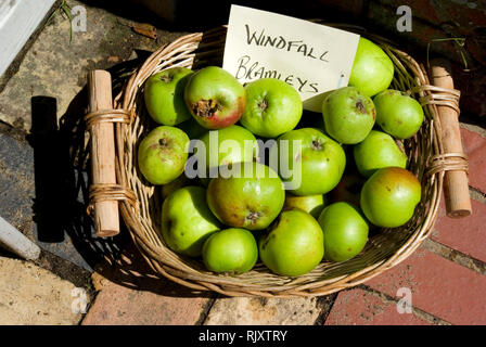 Windfall Apples Stock Photo