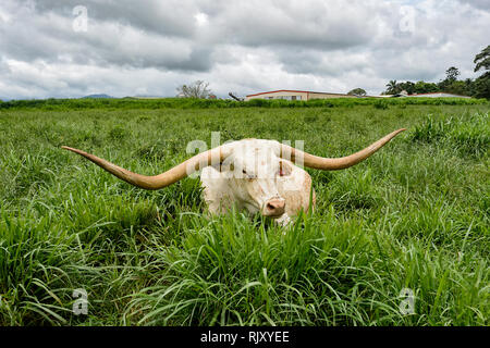 Texas Longhorn cattle (Bos taurus) sitting down in a paddock, Atherton Tablelands, Far North Queensland, FNQ, QLD, Australia Stock Photo