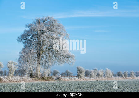 Hoar frost covering trees and farmland in january. Near  Burford, Oxfordshire Gloucestershire border, England Stock Photo