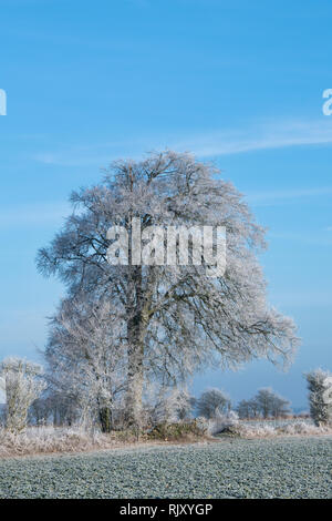 Hoar frost covering trees and farmland in january. Near  Burford, Oxfordshire Gloucestershire border, England Stock Photo