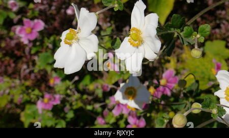 Chateau de Touffou, gardens, Bonnes, France Stock Photo