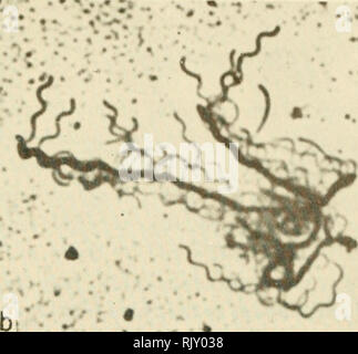 . Atlas of bacterial flagellation. Bacteria. rv,/^ Fig. 63. a. Borrelia noviji. Peritrichous flagella of normal curvature. Stained directly from mouse blood. b. B. vincentii. Peritrichous flagella of normal curvature. Stained directly from material from the human mouth. a. From E. Leifson, /. Bacteriol. 60, 678-679 (1950).. Please note that these images are extracted from scanned page images that may have been digitally enhanced for readability - coloration and appearance of these illustrations may not perfectly resemble the original work.. Leifson, Einar, 1902-. New York, Academic Press Stock Photo