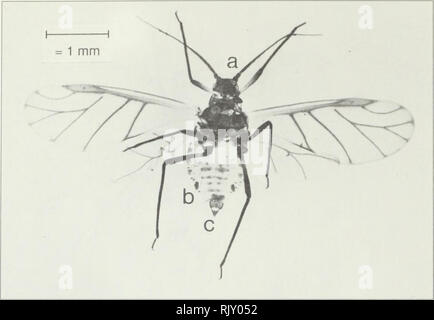 . Atlas of aphids trapped in agricultural crops. Aphids; Agricultural pests; Pucerons; Ennemis des cultures. Brevicoryne brassicae (Linnaeus) cabbage aphid. Please note that these images are extracted from scanned page images that may have been digitally enhanced for readability - coloration and appearance of these illustrations may not perfectly resemble the original work.. Gualtieri, Lola L. [Ottawa] : Agriculture and Agri-Food Canada Stock Photo