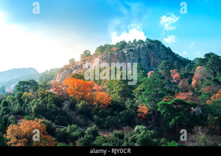 Mountain forest landscape with majestic colorful trees in Antalya. Vivid fall foliage growing on slope of rocky cliff Stock Photo