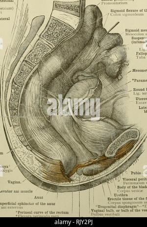 Sigmoid Flexure