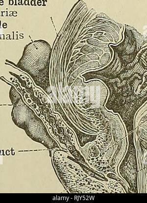. An atlas of human anatomy for students and physicians. Anatomy. Excretory duct of the seminal vesicle Ductus ecretonus vesiculje semmalis Common seminal or ejaculatory duct Ductus ejaculatorius 1 Ampulla of the vas deferens Ampulla ductus deferentis Fig. 856.—Cast of the Interior of the Right Seminal Vesicle, the Ampulla of the Vas Deferens, and the Common Seminal or Ejaculatory Duct. Fig. 857.—Longitudinal Section through the Right Seminal Vesicle, the Ampulla of the Vas Deferens, and the Common Seminal or Ejaculatory Duct. Base or fundus of the bladder Fundus vesica urinariaa Seminal vesi Stock Photo