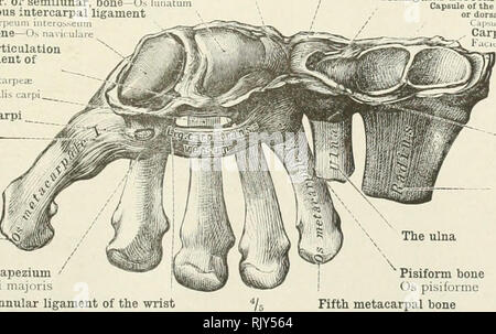 Intercarpal Joint