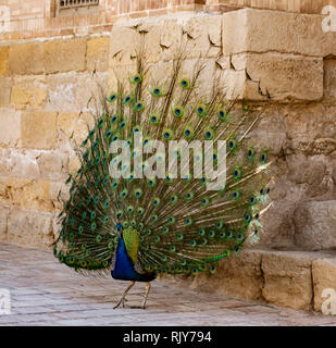 Peacock with tail in full display Stock Photo