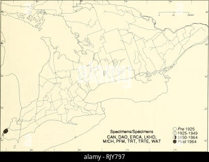 . Atlas of the rare vascular plants of Ontario. Rare plants; Botany. Atlas of the Rare Vascular Plants of Ontario/Atlas des plantes vasculaires rares de l'Ontario CISTACEAE Lechea pulchella Raf. (L. leggeWi Britt. &amp; Hollick) Pinweed Léchéa. Specimens/Specimens CAN, DAO, ERCA, LKHD, MICH, PFM, TRT. TRTE, WAT O Pre 1925 ) 1925-1949 (il 950-1964 &gt;Posn 964. Please note that these images are extracted from scanned page images that may have been digitally enhanced for readability - coloration and appearance of these illustrations may not perfectly resemble the original work.. Argus, George W. Stock Photo