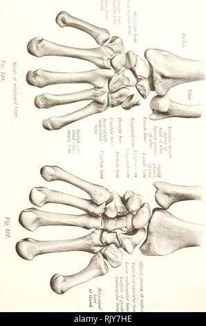 . Atlas and text-book of human anatomy. Anatomy -- Atlases. . Please note that these images are extracted from scanned page images that may have been digitally enhanced for readability - coloration and appearance of these illustrations may not perfectly resemble the original work.. Sobotta, Johannes, 1869-1945; McMurrich, J. Playfair (James Playfair), 1859-1939. Philadelphia, Saunders Stock Photo