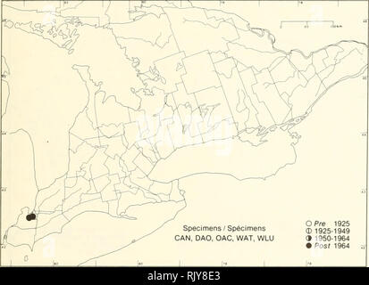 . Atlas of the rare vascular plants of Ontario. Rare plants; Botany. Atlas of the Rare Vascular Plants of Ontario / Atlas des plantes vasculalres rares de l'Ontario ASTERACEAE Solidago speciosa Nutt. var. rigidiuscula T. &amp; G. Showy goldenrod Verge d'or. Specimens / Spécimens CAN, DAO, OAC, WAT. WLU O Pre 1925 0 1925-1949 » 1950-1964 • Posf 1964. Please note that these images are extracted from scanned page images that may have been digitally enhanced for readability - coloration and appearance of these illustrations may not perfectly resemble the original work.. Argus, George W. (George Wi Stock Photo