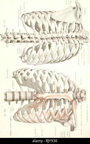 . Atlas and text-book of human anatomy. Anatomy -- Atlases. . Please note that these images are extracted from scanned page images that may have been digitally enhanced for readability - coloration and appearance of these illustrations may not perfectly resemble the original work.. Sobotta, Johannes, 1869-1945; McMurrich, J. Playfair (James Playfair), 1859-1939. Philadelphia, Saunders Stock Photo