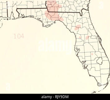 . Atlas of United States trees: volume 5. Florida. Trees. . Please note that these images are extracted from scanned page images that may have been digitally enhanced for readability - coloration and appearance of these illustrations may not perfectly resemble the original work.. Little, Elbert L. (Elbert Luther), 1907-2004; United States. Forest Service. Washington, D. C. : U. S. Dept. of Agriculture, Forest Service Stock Photo