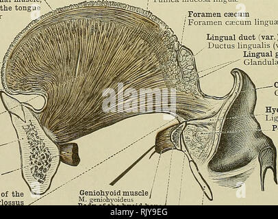 genioglossus