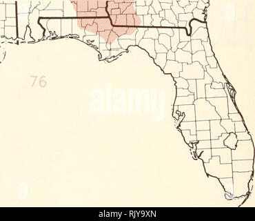 . Atlas of United States trees: volume 5. Florida. Trees. . Please note that these images are extracted from scanned page images that may have been digitally enhanced for readability - coloration and appearance of these illustrations may not perfectly resemble the original work.. Little, Elbert L. (Elbert Luther), 1907-2004; United States. Forest Service. Washington, D. C. : U. S. Dept. of Agriculture, Forest Service Stock Photo