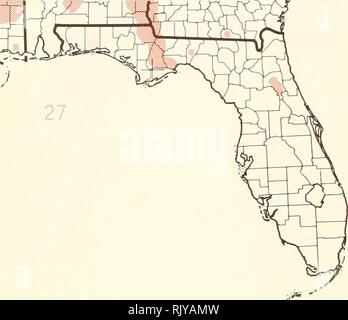 . Atlas of United States trees: volume 5. Florida. Trees. . Please note that these images are extracted from scanned page images that may have been digitally enhanced for readability - coloration and appearance of these illustrations may not perfectly resemble the original work.. Little, Elbert L. (Elbert Luther), 1907-2004; United States. Forest Service. Washington, D. C. : U. S. Dept. of Agriculture, Forest Service Stock Photo