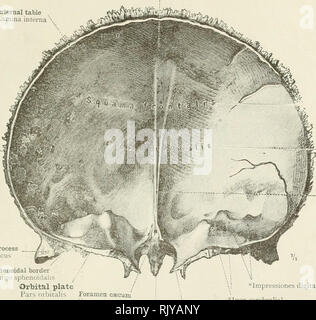 Internal surface of human skull Stock Photo: 84973072 - Alamy