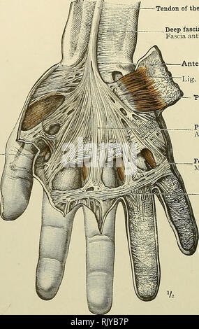 Anatomy of human forearm muscles, deep anterior view Stock Photo - Alamy