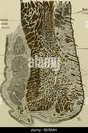 An atlas of human anatomy for students and physicians. Anatomy