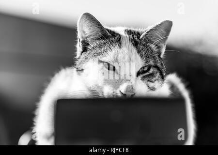 Tabby cat siting on wooden fence, close up, black and white image Stock Photo