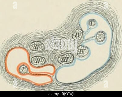 . Atlas of applied (topographical) human anatomy for students and practitioners. Anatomy. . Please note that these images are extracted from scanned page images that may have been digitally enhanced for readability - coloration and appearance of these illustrations may not perfectly resemble the original work.. Bardeleben, Karl Heinrich von, 1849-1919; Haeckel, Ernst Heinrich Philipp August, 1834-1919. London : Rebman limited; New York, Rebman company Stock Photo