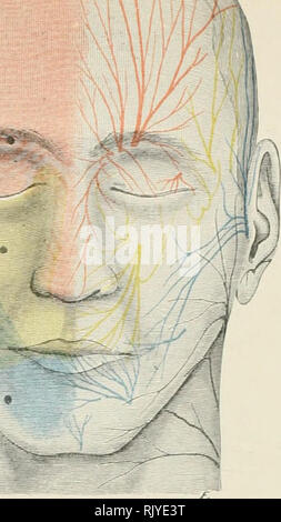 . Atlas of applied (topographical) human anatomy for students and practitioners. Anatomy.  . Please note that these images are extracted from scanned page images that may have been digitally enhanced for readability - coloration and appearance of these illustrations may not perfectly resemble the original work.. Bardeleben, Karl Heinrich von, 1849-1919; Haeckel, Ernst Heinrich Philipp August, 1834-1919. London : Rebman limited; New York, Rebman company Stock Photo