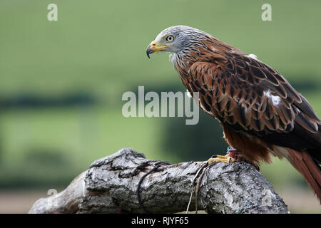 A captive young Red Kite,Milvus milvus,sitting on a tree brach, Stock Photo