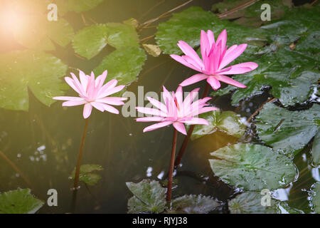 Pink water lily on the water among the leaves Stock Photo