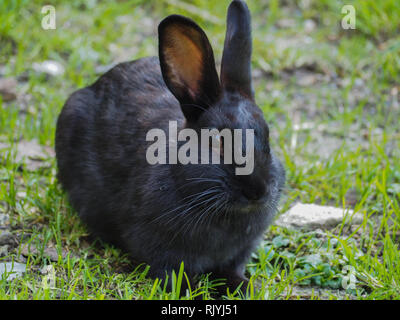 Black bunny in grass Stock Photo