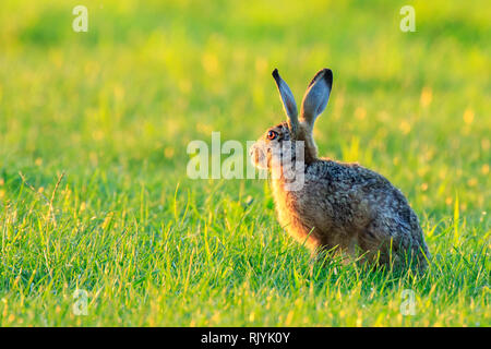 Wild rabbit on the watch hiding in grass Stock Photo