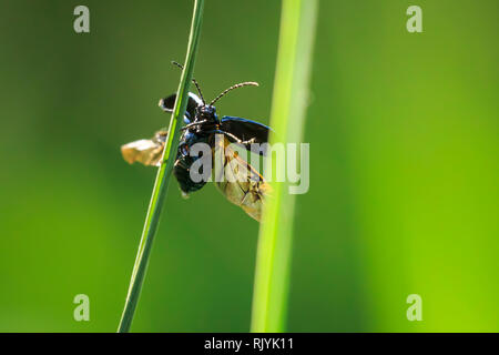 Closeup of a small alder leaf beetle, agelastica alni, insect climbing up on green grass and reeds on a summer day. Stock Photo