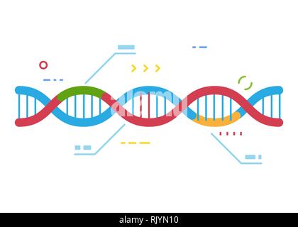 DNA molecule with regions with different colors. Crisp Cas 9 gene repairing technology. Genetic repair and infographic. Examination of human dna. Line Stock Vector