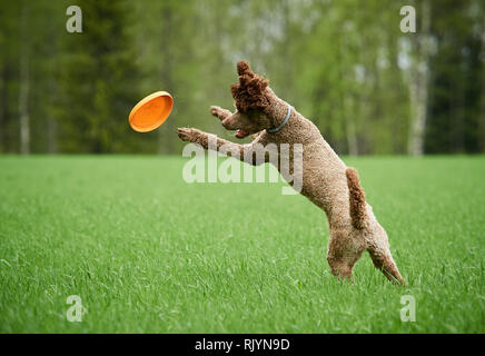 Brown standard poodle running and jumping joyfully in a meadow. Playful dog playing with a toy in the grass in summer. Stock Photo