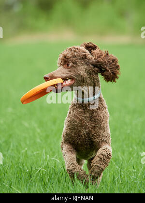 Brown standard poodle running and jumping joyfully in a meadow. Playful dog playing with a toy in the grass in summer. Stock Photo