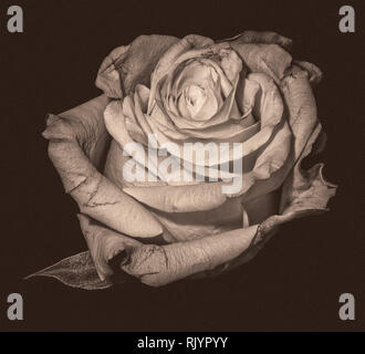 Monochrome fine art still life macro of a single isolated rose blossom in vintage style on brown old grainy photo paper background Stock Photo