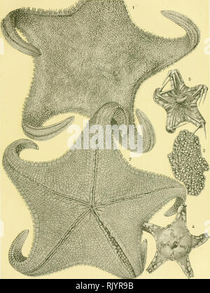 . Aste?ries recuelillies par l'Investigator dans l'oce?an Indien. Starfishes. PL. XI. R. KŒHLER, Astéries de mer profonde.. R. Kœhlei del 1-3 EVOPLOSOMA AUGUSTI. 4 CAULASTER DUBIUS. 5 PORŒLLANASTER CAULIFER.. Please note that these images are extracted from scanned page images that may have been digitally enhanced for readability - coloration and appearance of these illustrations may not perfectly resemble the original work.. Kœhler, R. (Rene?), 1860-; Indian Museum; Investigator (Marine survey ship). Calcutta, Trustees of the Indian Museum Stock Photo