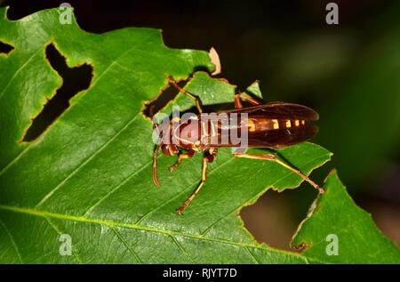 A Paper Wasp on a damaged Oak leaf at night in Houston, TX. They are considered beneficial as they help in pollination and eat pest insects. Stock Photo