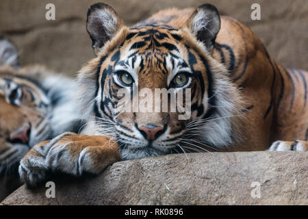 FILE: London, UK. 8th Feb 2019. ZSL London Zoo lost beloved Sumatran tigress Melati. New Tiger Asim, who arrivved 10 days ago, approached Melati and, as expected by keepers, the two tigers were initially cautious.  Their introduction began as predicted, but quickly escalated into a more aggressive interaction. Asim had already overpowered Melati. Zookeepers were eventually able to secure Asim in a separate paddock so that they could safely get to Melati where our vets confirmed that she had sadly died. PIC TAKEN: 29th March 2018. Melati in her zoo enclosure. Pic: Chris Aubrey/Alamy Live News