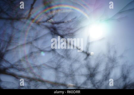 unfocused image of the sun with sunshine in the blue sky behind the dry branches of trees Stock Photo