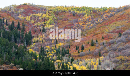 rolling hills covered with lush trees in bright autumn colors near Park City, Utah