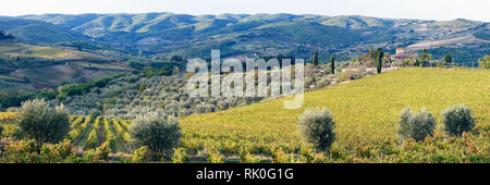 Grapevines and Olive Trees Stock Photo