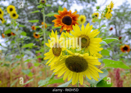 Three yellow sunflowers with blurred background Stock Photo