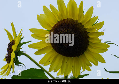 Two golden sunflowers on white background Stock Photo