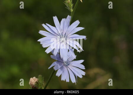Chicory / Common chicory, Cichorium intybus, is a somewhat woody, perennial herbaceous plant usually with bright blue flowers, rarely white or pink. Stock Photo